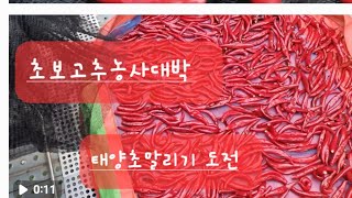 고추재배 대박눈물반빗물반 고추농사성공 태양초 말리기 도전