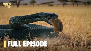 Extreme Snakes: Africa | Full Episode | Nature documentary