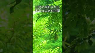 森の音と鳥のさえずり #環境音 #自然 #asmr #癒し #リラックス #カメラ