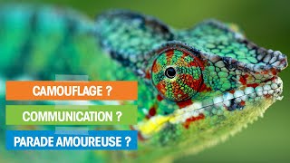 Les FANTASTIQUES couleurs du CAMÉLÉON