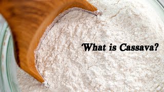 What is Cassava?