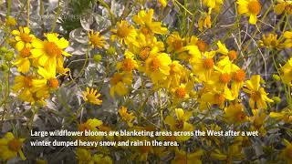 Bursts of wildflowers 'super bloom' in Arizona