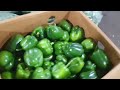 ahmedabad wholesale vegetable market 31 august 2024 अहमदाबाद सब्जी मंडी मे सब्जी के भाव...