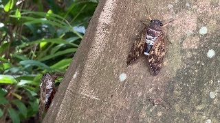 セミの鳴き声　リュウキュウアブラゼミ 鳴く 飛ぶ Graptopsaltria bimaculata　cicada　insects