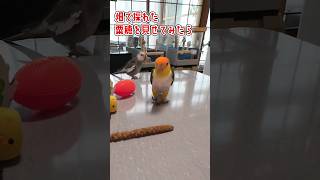 【粟穂】シロハラインコ🙂虎太郎🤠オカメインコ🙂ナップ😎 #シロハラインコ #オカメインコ #caique #cockatiel #粟穂 #雑穀 #おやつ＃興味津々＃収穫 #鳥 #大好物 #うまい