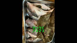 【岩内方面釣り】ホッケは順調!マスもサビキで釣れる!