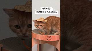 猫が麦わら帽子をかぶると・・・？ #cat #猫 #shorts