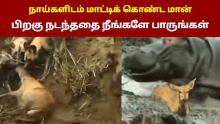 நாய்களிடம் மாட்டிய மான் | பிறகு நடந்ததை நீங்களே பாருங்கள் | இணையத்தில் வைரலாகும் வீடியோ