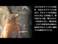 ガビチョウの鳴き声｜日本野鳥情報局