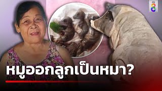 หมูออกลูกเป็นหมา? | 24 ส.ค. 67 | ข่าวใหญ่ช่อง8