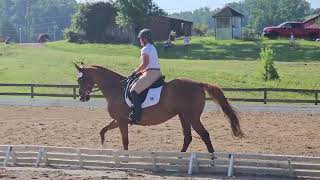 Roxy dressage- River Glen Aug 2023