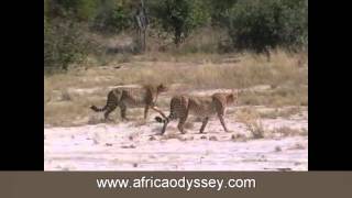 Kwara Camp, Botswana Safaris and honeymoons, video of Kwara Camp, Okavango Delta with Africa Odyssey