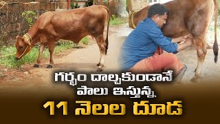 పాలు ఇస్తున్న 11 నెలల దూడ- రోజుకు 3.5 లీటర్లు! || CALF START GIVING MILK