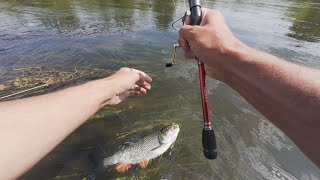 Fishing, chub on grasshopper, Moksha river, fishing in Mordovia