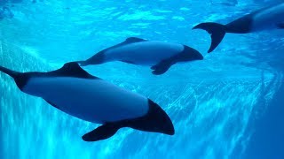 イロワケイルカ🐬パフォーマンス・仙台うみのもり水族館（2018.10.7）