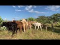 ya parió la mejor vaca del rancho rancholaperla vidaderancho brahman