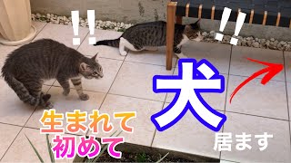 【保護子猫】生まれて初めての犬を見つけてしまった子猫達の反応がこちら！笑〈前半〉