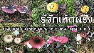 เห็ดดิน เห็ดไค เห็ดหน้าแหล่ หรือเห็ดน้ำหมาก ตระกูลเห็ดสีกินได้ 🌲เห็ดฝรั่งกินได้ 🍄พร้อมเห็ดพิษ🍄