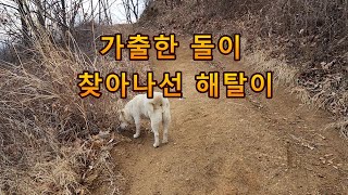 [집 나가면 개 고생인데] 돌이가 가출해서 아직 안 돌아왔어요