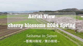 都幾川桜堤/熊谷桜堤🌸Cherry Blossoms and steam locomotive 2024 Spring / Aerial View  Saitama in Japan