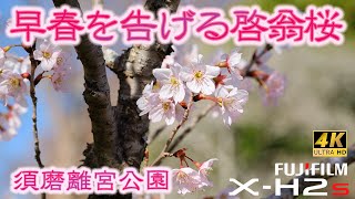 [4K] 神戸観光  桜🌸 須磨離宮公園 「早春を告げる啓翁桜と早春の花たち」