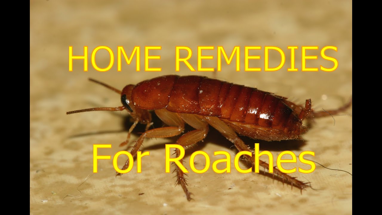 Home Remedies For Roaches In House & Outside Roaches Control - YouTube