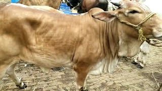 Howrah Dhulagarh cow market 2021💖 most beautiful bachi sold out 42k