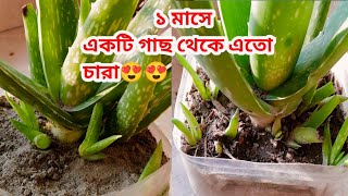 অল্প দিনে একটি গাছ থেকেই হবে এতো চারা।এলোভেরার চারা তৈরি।aloevera propagation.aloevera jotno.alovera