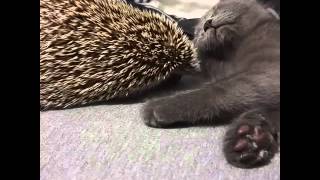 Hedgehog wakes up cute kitten