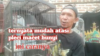 cara atasi pleci macet bunyi - rawatan pleci