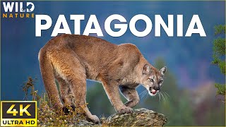 WILD PATAGONIA | The Mysteries of Earths Last Untamed Ecosystem | Animal Documentary