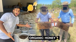 How is Honey Produced by Bee ? | Honey Bee Farming