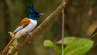 Paradise Flycatcher- Magic of Dang Forest Gujarat