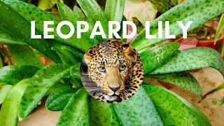 Leopard Lily, ലേപാർഡ് ലില്ലി, Care and propagation in Malayalam