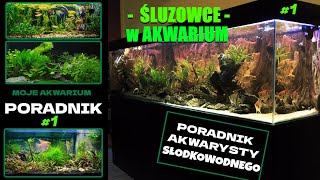 Śluzowiec – Szary w Moim Akwarium ! - Bez Paniki , Bez Paniki - Akwarystyka Słodkowodna. Poradnik #1