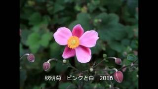 秋明菊ピンクと白2　2016