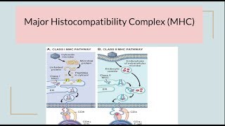 Major Histocompatibility Complex (MHC)/ HLA complex