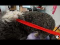 grooming 10 dogs in one day