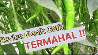 review tanaman cmk super baja petikan perdana