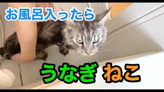 お風呂で濡れたら、まるでうなぎ猫！【大きい猫メインクーン】