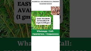 28 BAMBUSA ARUNDINACEA,THORNY BAMBOO SEEDS 1#shorts