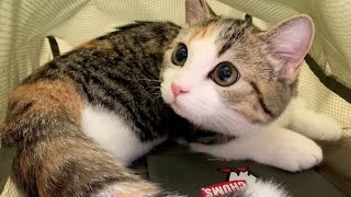 袋が好きすぎて全然出てこなくなった子猫…！【短足ミヌエット りん】