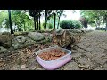 feeding stray cats in istanbul for a day enriches your heart.