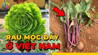 Quốc Tế Phát Thèm Với 8 Loại Rau Việt Nam Trồng Bạt Ngàn Mà Lại Tốt Nhất Thế Giới - Top 1 Khám Phá