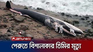 সৈকতে ভেসে আসলো ৩২ ফুট লম্বা দৈত্যাকার মৃত তিমি! | Peru | Dead whale | Jamuna TV