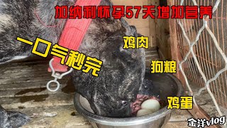 加纳利怀孕57天，鸡肉鸡蛋狗粮补营养，一口气秒完真香