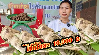 เลี้ยงตั๊กแตน#แค่ขายไข่#กิโลละ10,000 บาท#อยากเลี้ยงดูเลยๆๆ?