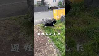 犬のマーキングって… #shorts #柴犬 #dog #マーキング