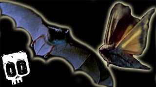 Bat vs Moth | Deadliest Showdowns (Ep 11) | BBC Earth Explore