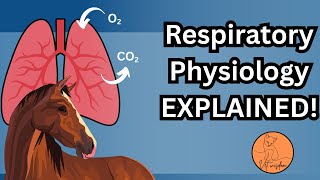 Breathing System EXPLAINED in 6 Minutes!